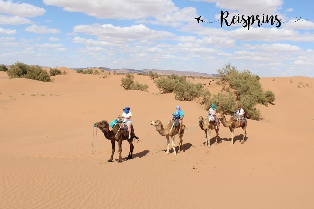 Een kamelensafari door de Sahara in Marokko. 