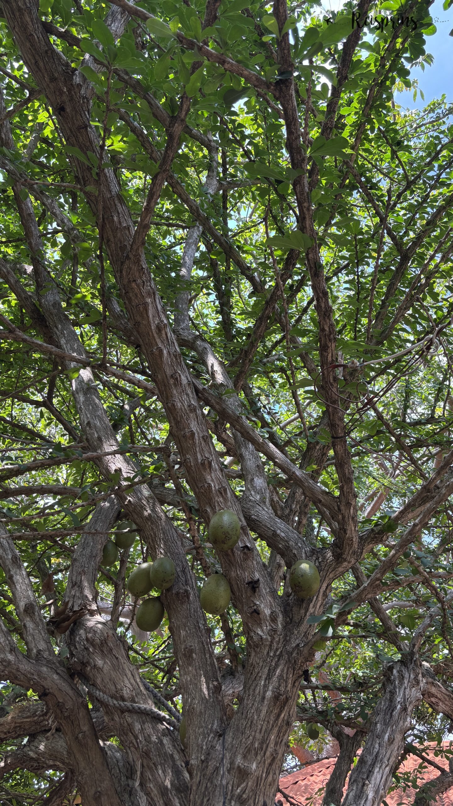 Natuur bij de Cadushy Distillery op Bonaire