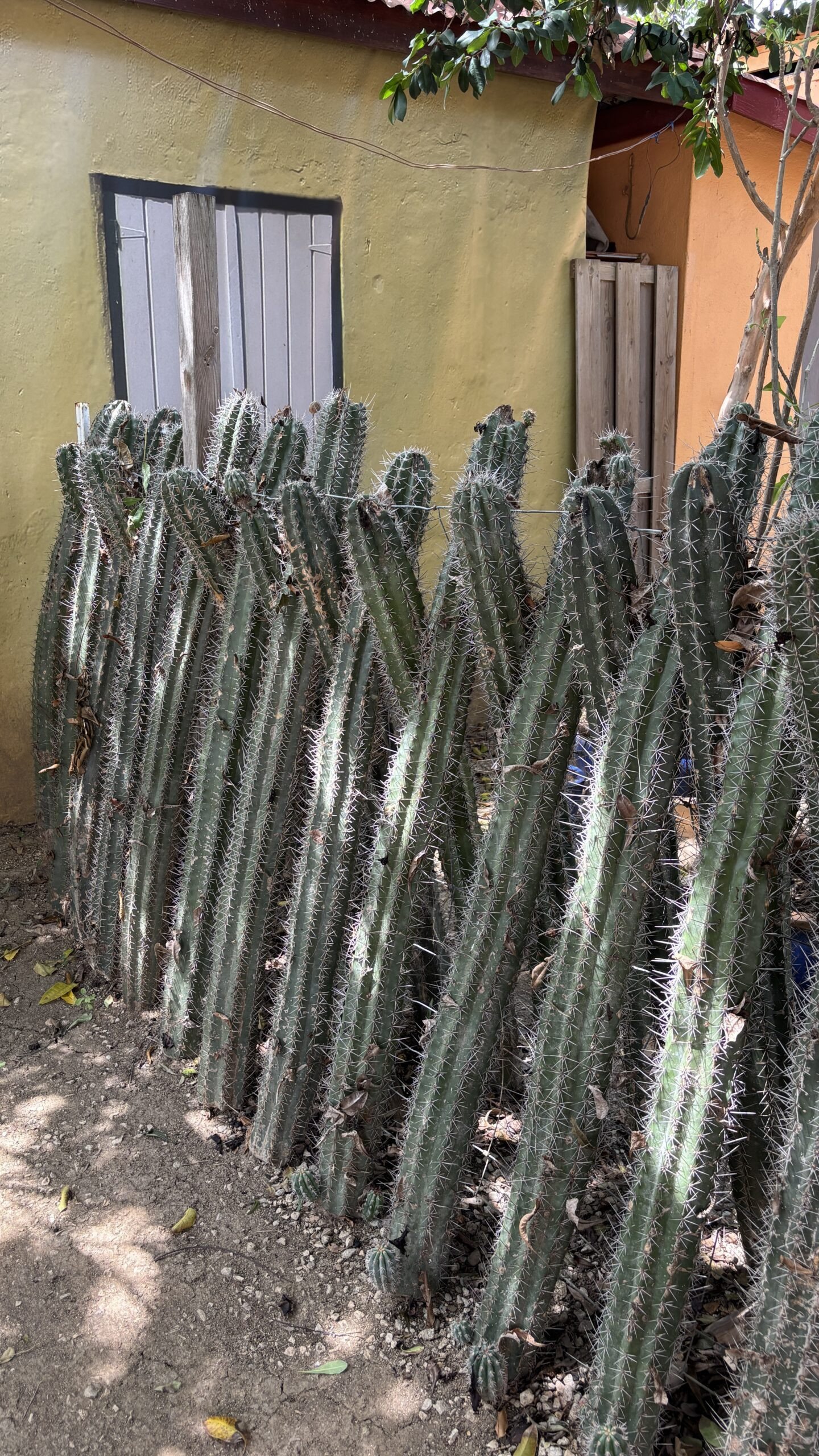 Cactussen bij de Cadushy Distillery op Bonaire